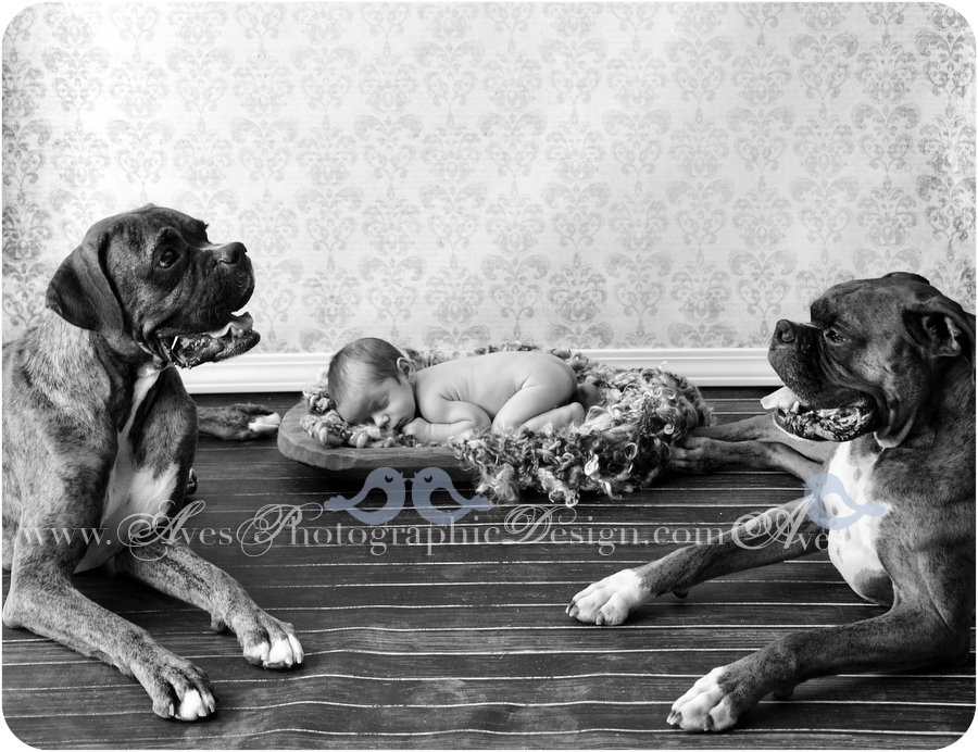 Dallas Fort Worth Baby Photography Newborn Pictures Black and White Baby Photos Baby Photo Ideas Aves Photography Organic Baby Photography Newborn with Dogs in Studio-5928